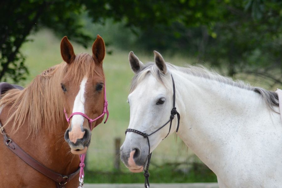 horses standing next to each other