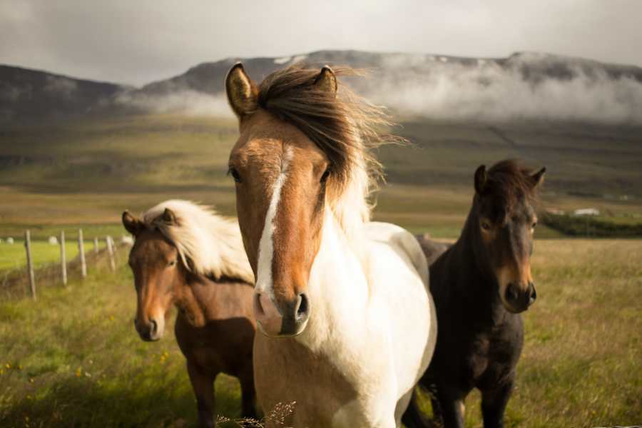 a group of horses in a field