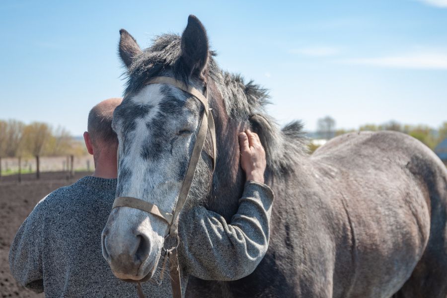 a person petting a horse<br />
