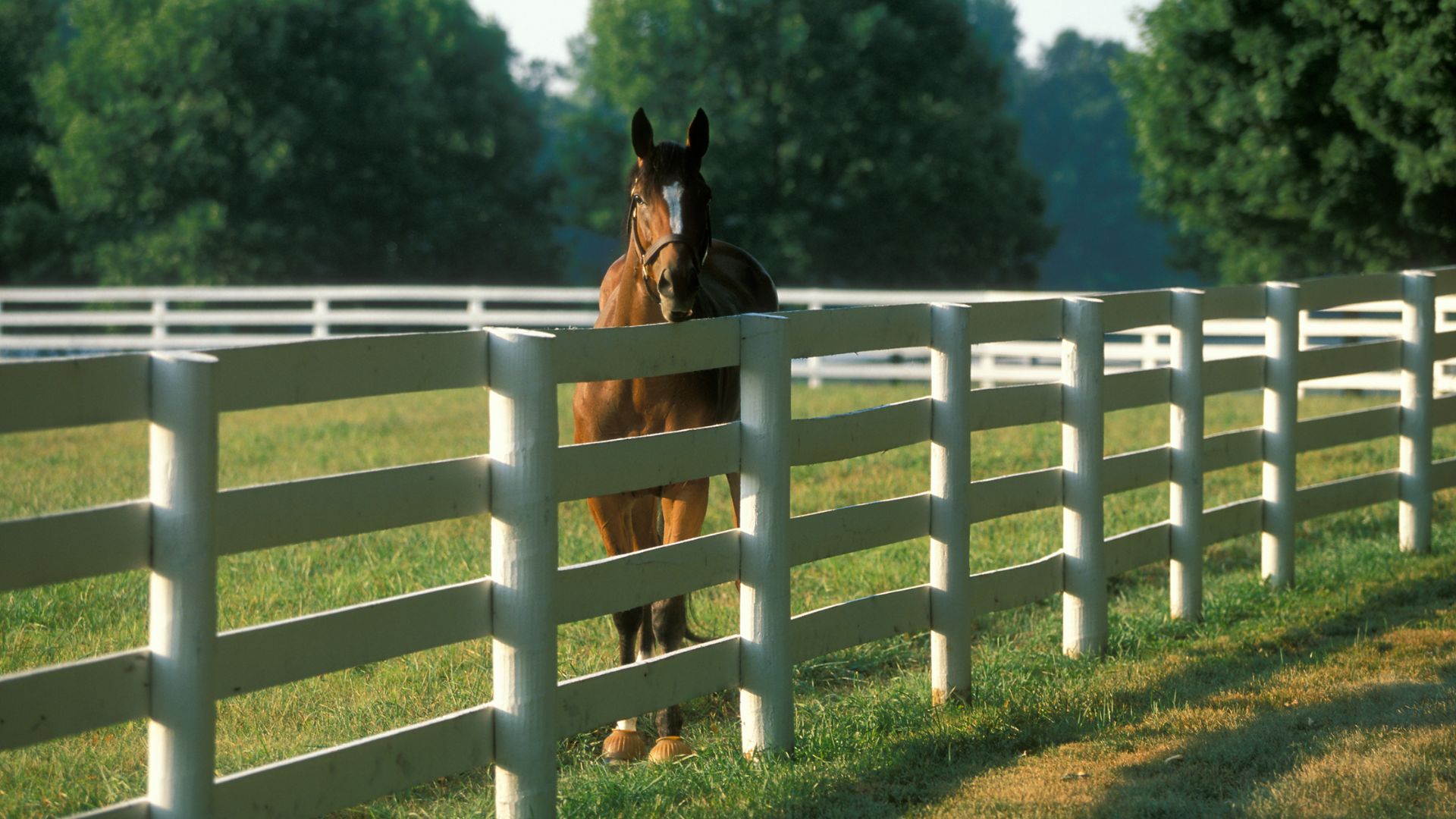 a horse standing behind a white fence