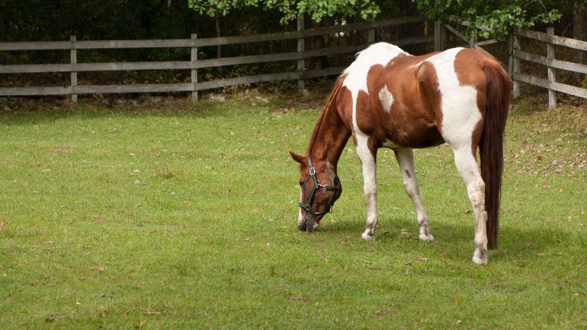 a horse eating grass in a fenced in area