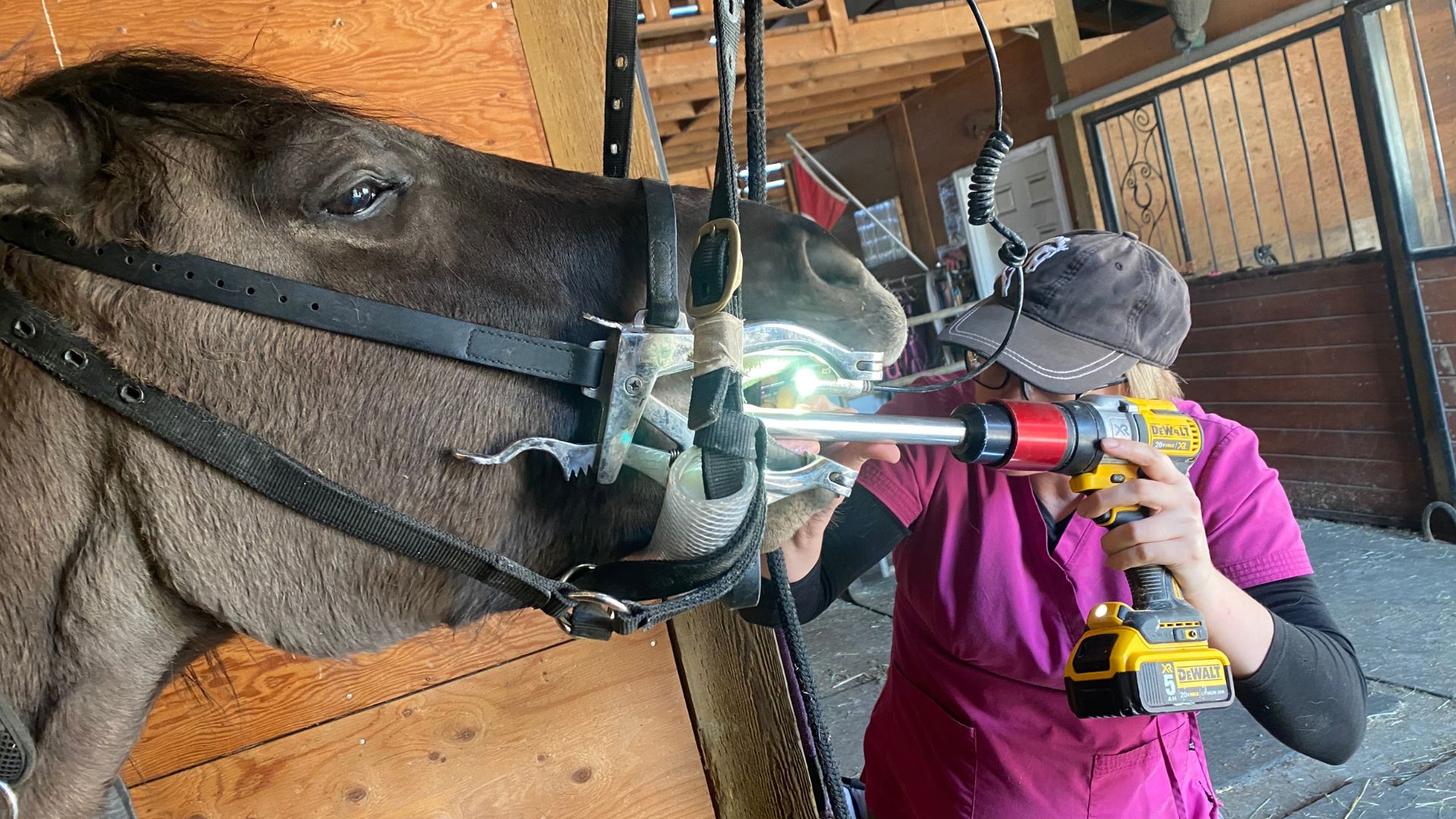 Vet doing dental exam of a horse