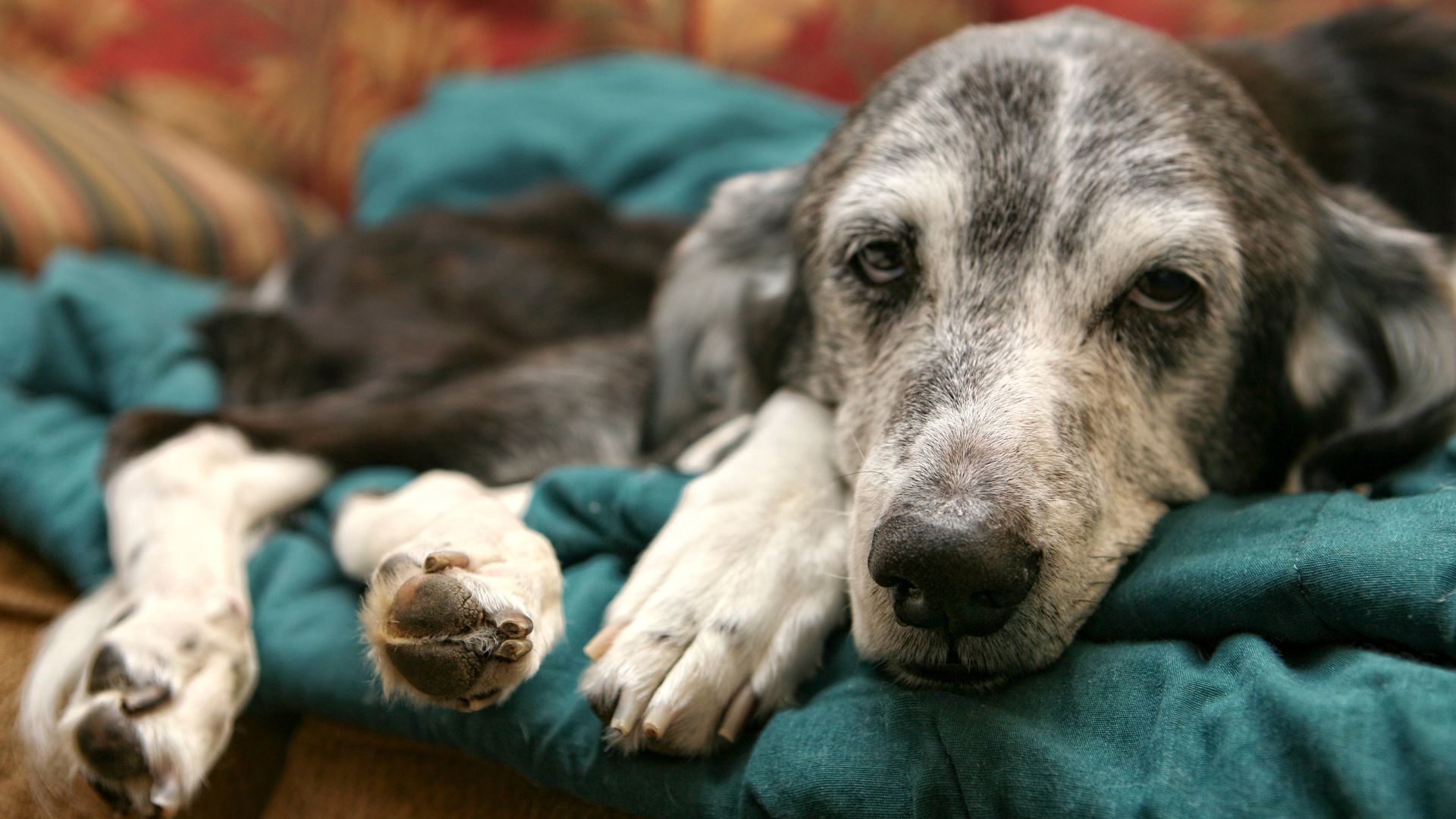 old sick dog lying on the bed