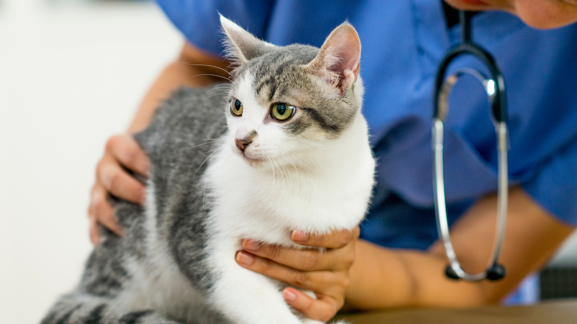 a cat being examined by a vet